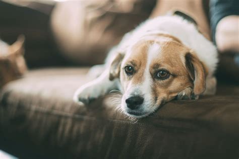 Dog Leaking Urine When Lying Down or While。